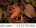 Autumn leaves 133276166