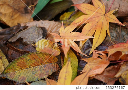 Autumn leaves Autumn leaves 133276167