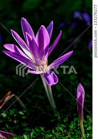 犬藏紅花 133276277