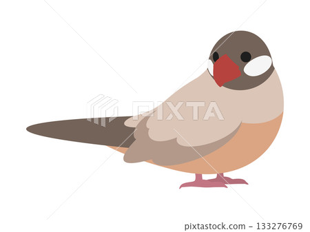 Vector illustration of a cute cinnamon finch looking back sideways Vector illustration of a cute cinnamon finch looking back sideways 133276769
