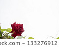 Red roses that stand out against a white background - simple and beautiful background material 133276912