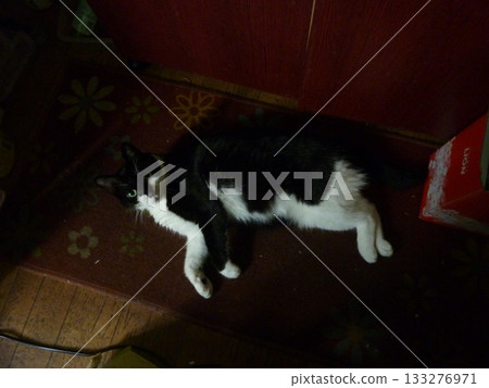 Beautiful cat black and white 133276971