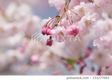 河津櫻花宣布春天的到來 河津櫻花宣布春天的到來 133277083