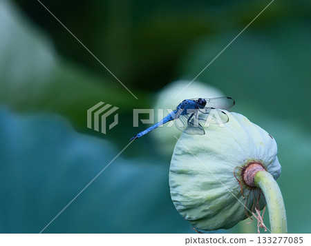 蜻蜓堅持蓮花 133277085