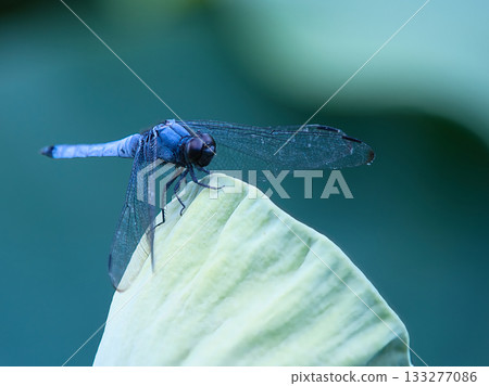 蜻蜓堅持蓮花 蜻蜓堅持蓮花 133277086
