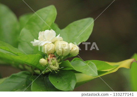 Beautiful white jasmine flower blooming on tree in the garden. Beautiful white jasmine flower blooming on tree in the garden. 133277141
