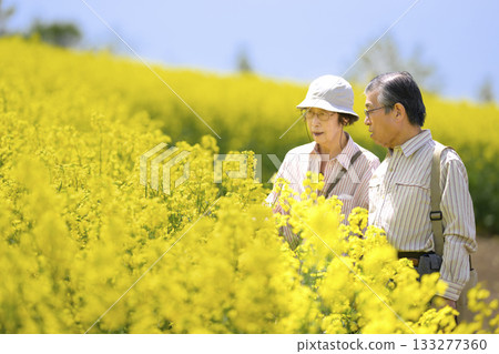 Senior couple sightseeing in a field of rapeseed flowers in full bloom (strong retouching version) 133277360
