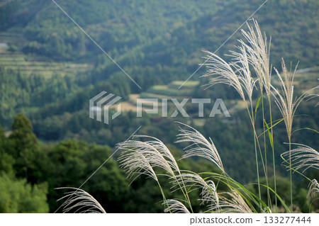 稻穀收割後，山村梯田的景色盡收眼底。 133277444