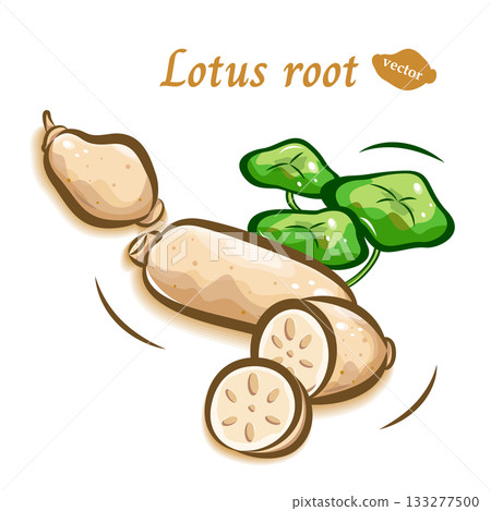 Pop illustration material of lotus root | Cute vegetables | Vector Pop illustration material of lotus root | Cute vegetables | Vector 133277500