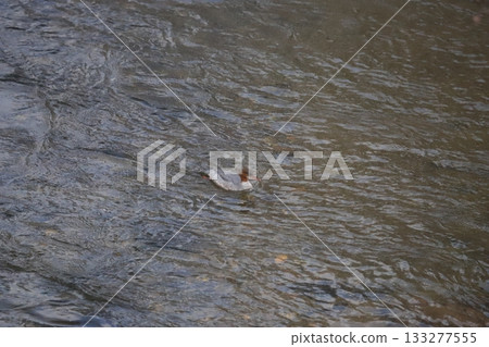 Early winter in Hokkaido: A female common merganser wading across the river Early winter in Hokkaido: A female common merganser wading across the river 133277555