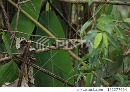 Bird in the jungle of Thailand 133277634