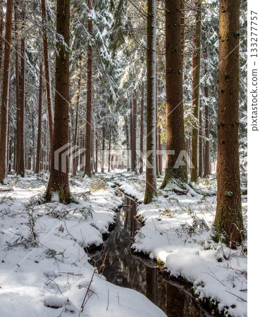 A quiet coniferous forest with snow falling gently 133277757