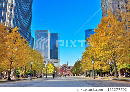 Yellow ginkgo trees and skyscrapers seen from Gyoko-dori 133277792