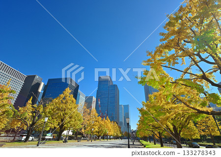 Yellow ginkgo trees and skyscrapers seen from Gyoko-dori 133278343