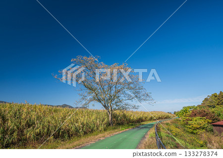 Biwako Yoshibue Road, a cycling road along Lake Nishinoko, Omihachiman City, Shiga Prefecture 133278374