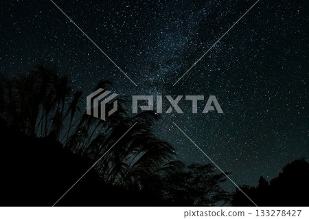 Japanese pampas grass and starry sky - A fantastic autumn landscape with the Milky Way shining in the silence of the night Japanese pampas grass and starry sky - A fantastic autumn landscape with the Milky Way shining in the silence of the night 133278427