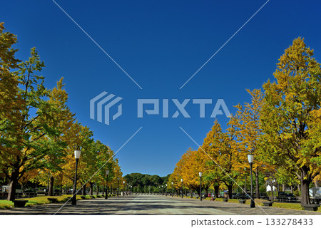 The yellow leaves of the ginkgo trees lining Gyoko-dori Street under a clear blue sky The yellow leaves of the ginkgo trees lining Gyoko-dori Street under a clear blue sky 133278433