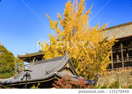 Miyajima Momijidani Park and Itsukushima Shrine, the best time to see autumn leaves Miyajima Momijidani Park and Itsukushima Shrine, the best time to see autumn leaves 133278449
