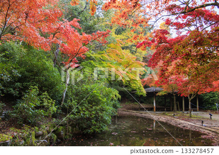 宮島紅葉谷公園和嚴島神社，賞紅葉的最佳時間 133278457
