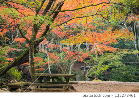 Miyajima Momijidani Park and Itsukushima Shrine, the best time to see autumn leaves 133278461