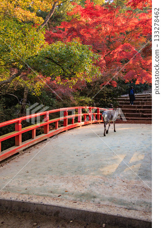 Miyajima Momijidani Park and Itsukushima Shrine, the best time to see autumn leaves 133278462