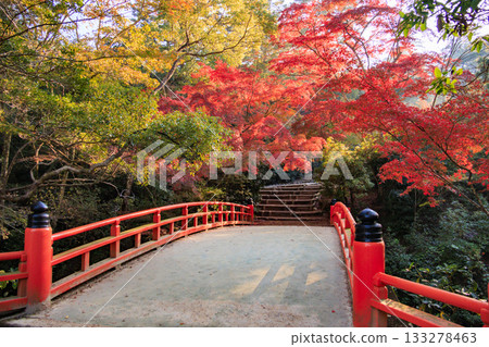 Miyajima Momijidani Park and Itsukushima Shrine, the best time to see autumn leaves 133278463