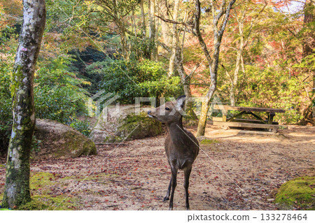 宮島紅葉谷公園和嚴島神社，賞紅葉的最佳時間 133278464