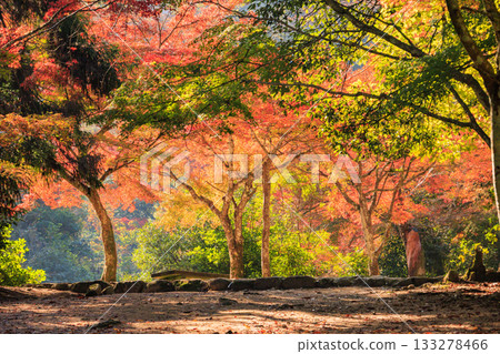 Miyajima Momijidani Park and Itsukushima Shrine, the best time to see autumn leaves Miyajima Momijidani Park and Itsukushima Shrine, the best time to see autumn leaves 133278466