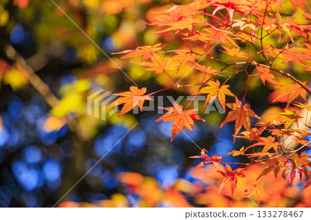 Miyajima Momijidani Park and Itsukushima Shrine, the best time to see autumn leaves Miyajima Momijidani Park and Itsukushima Shrine, the best time to see autumn leaves 133278467