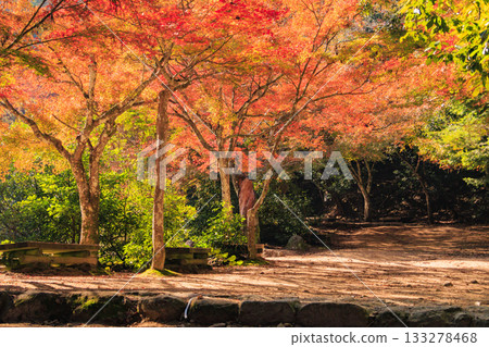 Miyajima Momijidani Park and Itsukushima Shrine, the best time to see autumn leaves Miyajima Momijidani Park and Itsukushima Shrine, the best time to see autumn leaves 133278468