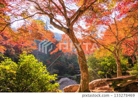 Miyajima Momijidani Park and Itsukushima Shrine, the best time to see autumn leaves Miyajima Momijidani Park and Itsukushima Shrine, the best time to see autumn leaves 133278469