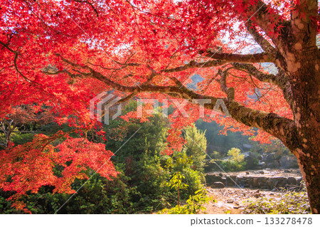 Miyajima Momijidani Park and Itsukushima Shrine, the best time to see autumn leaves 133278478