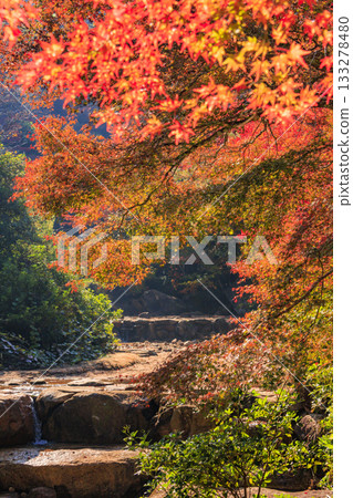 Miyajima Momijidani Park and Itsukushima Shrine, the best time to see autumn leaves Miyajima Momijidani Park and Itsukushima Shrine, the best time to see autumn leaves 133278480