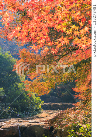 Miyajima Momijidani Park and Itsukushima Shrine, the best time to see autumn leaves Miyajima Momijidani Park and Itsukushima Shrine, the best time to see autumn leaves 133278481