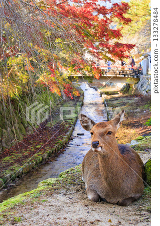 Miyajima Momijidani Park and Itsukushima Shrine, the best time to see autumn leaves 133278484