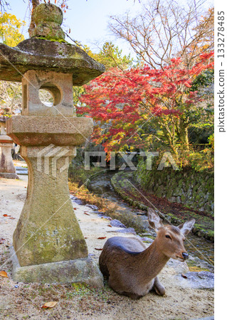 宮島紅葉谷公園和嚴島神社,賞紅葉的最佳時間 宮島紅葉谷公園和嚴島神社,賞紅葉的最佳時間 133278485
