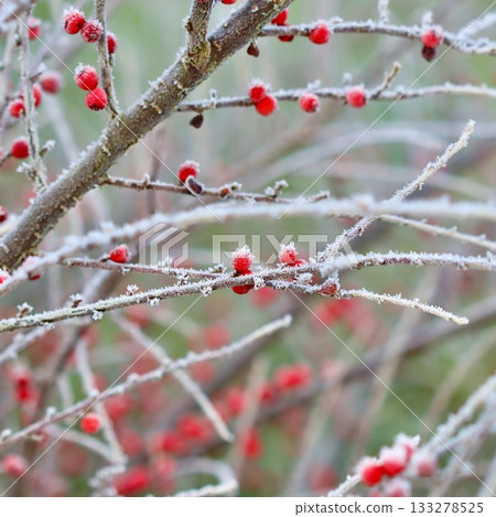 Frozen fan cotoneaster branches revealing red berries covered in glistening hoarfrost after a cold winter night, nature experiencing early morning frost 133278525