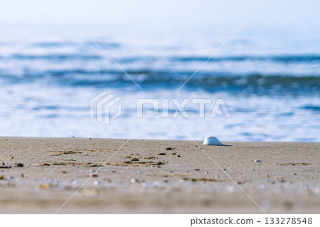 在海灘的貝殼 133278548