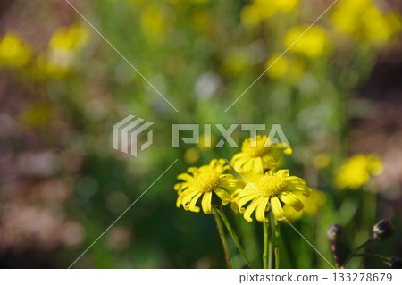 特定入侵種:鳴禽雛菊 特定入侵種:鳴禽雛菊 133278679