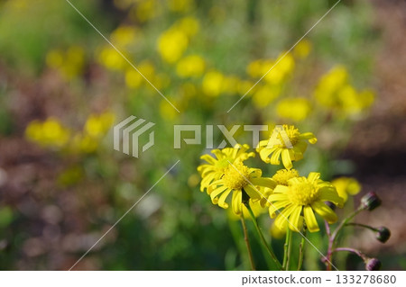 特定入侵種:鳴禽雛菊 特定入侵種:鳴禽雛菊 133278680
