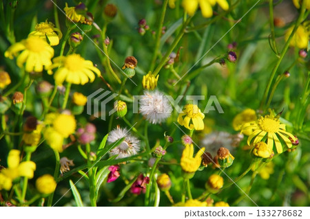 Specified invasive species: Naruto daisy 133278682