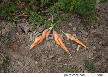 Organic carrots with green tops freshly picked from the garden laying in brown soil 133278865