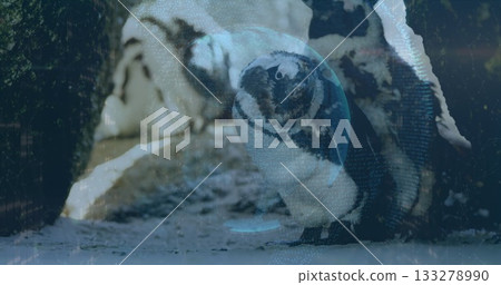 Standing solitary penguin displaying bold chest band on snow-covered ground, rocky backdrop Standing solitary penguin displaying bold chest band on snow-covered ground, rocky backdrop 133278990