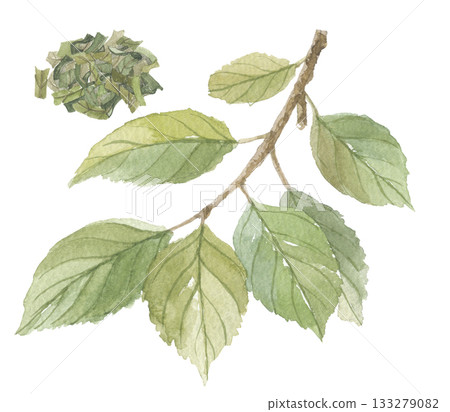 水彩畫中的柿葉和茶葉 水彩畫中的柿葉和茶葉 133279082