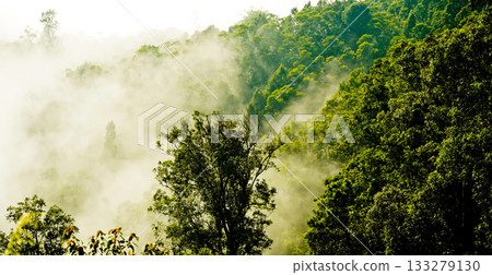 beautiful view of tropical rainforest shrouded in mist 133279130