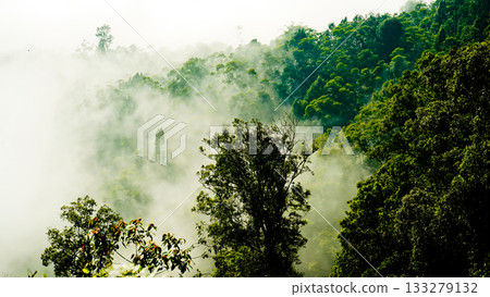 beautiful view of tropical rainforest shrouded in mist beautiful view of tropical rainforest shrouded in mist 133279132