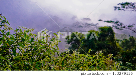 beautiful view of tropical rainforest shrouded in mist 133279136