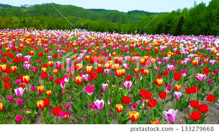 盛開的鬱金香花田 盛開的鬱金香花田 133279668