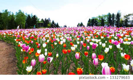盛開的鬱金香花田 盛開的鬱金香花田 133279683