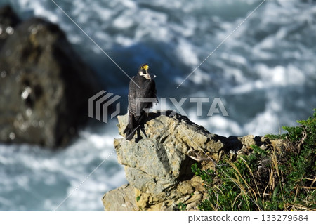 Cape Irago in autumn - A peregrine falcon perched at Hinode Park Cape Irago in autumn - A peregrine falcon perched at Hinode Park 133279684